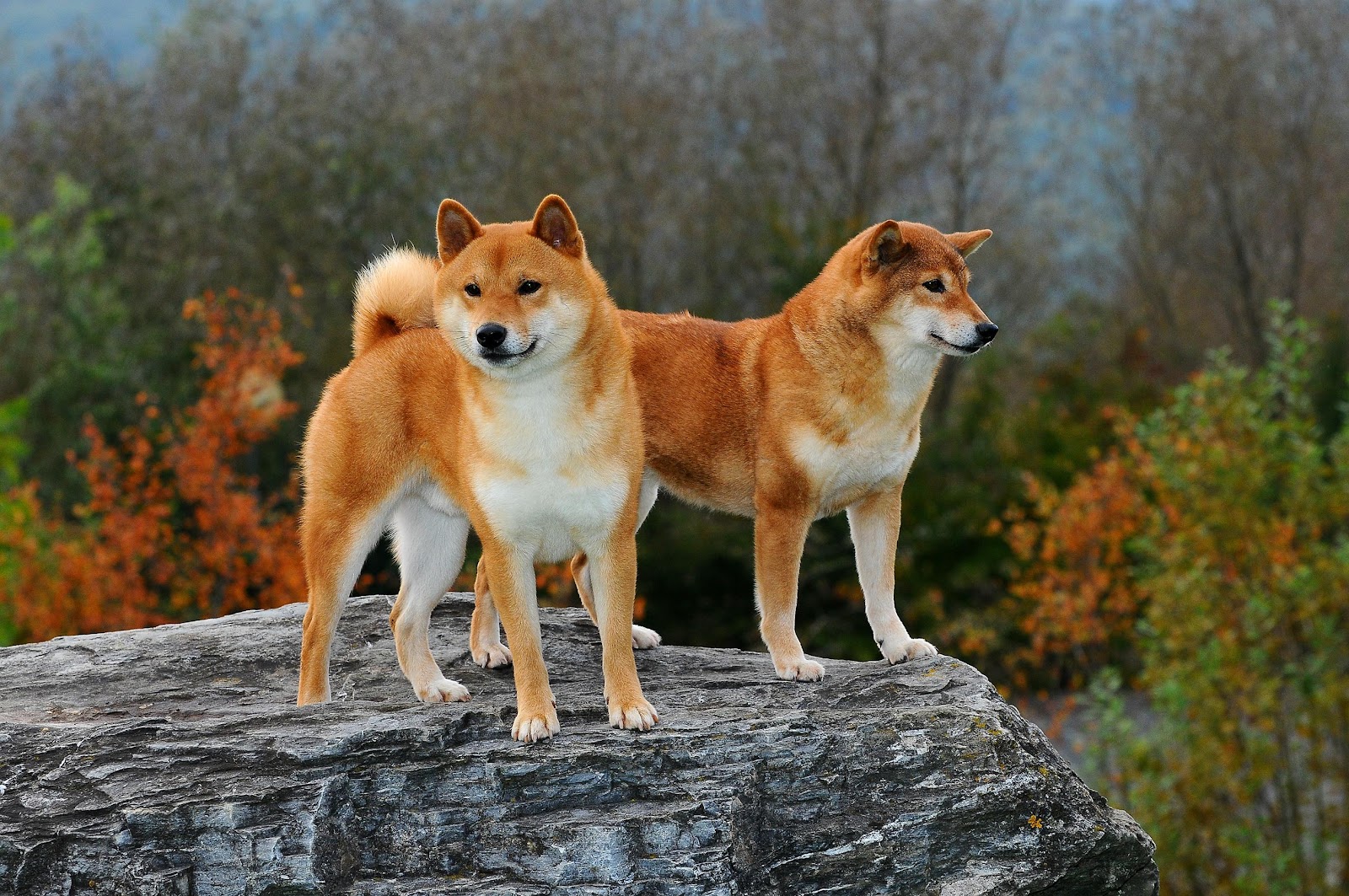 Bybit（バイビット）｜ドージコインと柴犬コインの違い 買うならどっち？
